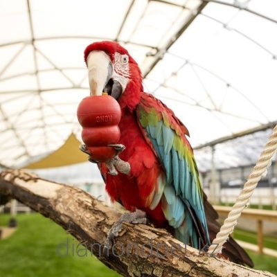 Kong Small Animal Конг для грызунов и крупных птиц арт.FK3